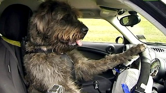 Dog Driving Car