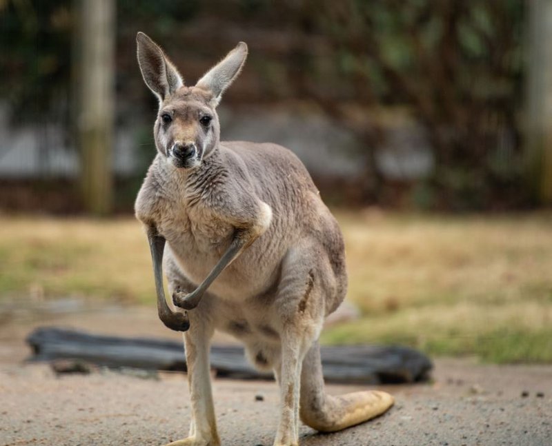 kangaroo-attacks-paraglider-in-australia-aib-insurance